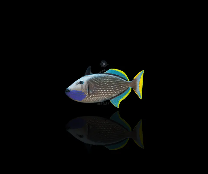 Xanthichthys auromarginatus (male)